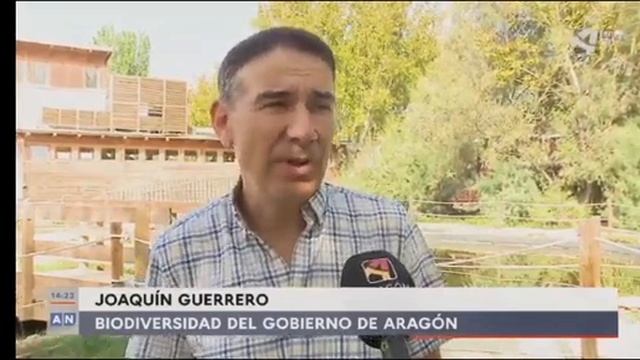 Noticia Aragón TV. Margaritifera auricularia смотреть онлайн