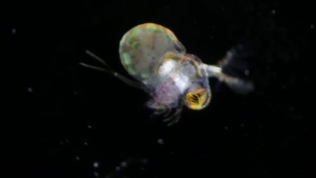 Polyphemus Pediculus Water Flea HD смотреть онлайн