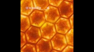 Ты пчела я пчеловод а я стырил мёд