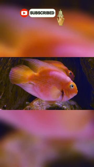 Red Parrot Fish || #shorts #ikanhias смотреть онлайн