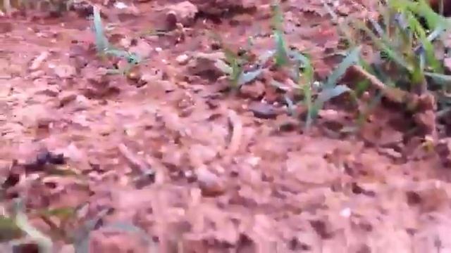 Hormigas de campo XD... смотреть онлайн