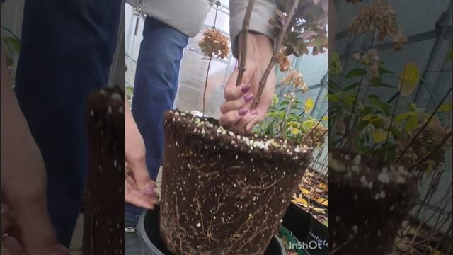 Как нарастить корневую систему гортензии из Р9 (0,5л) до С7,5 (7л) за один сезон.