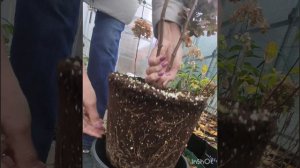 Как нарастить корневую систему гортензии из Р9 (0,5л) до С7,5 (7л) за один сезон.