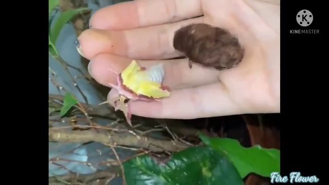 hatching of Chinese Luna Moth. [Actias dubernardi ] смотреть онлайн