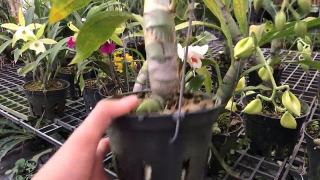 Live tiếp смотреть онлайн