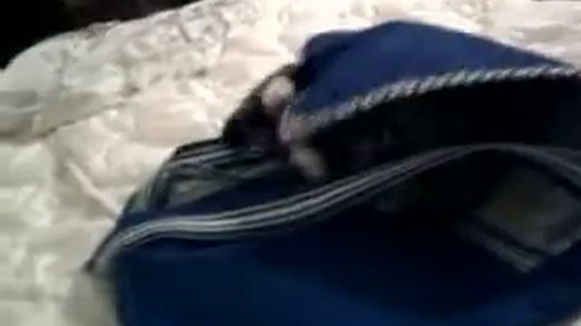 Моя кошка и сумка :) смотреть онлайн