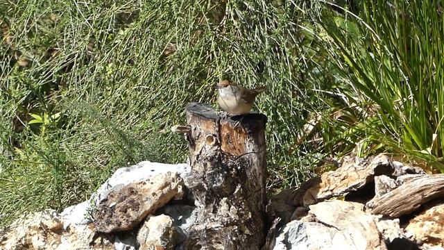 Curruca Capirotada. Blackcap (Sylvia atricapilla) смотреть онлайн