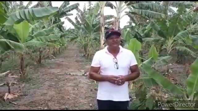 Moniliase - Medidas de Controle e Monitoramento. смотреть онлайн