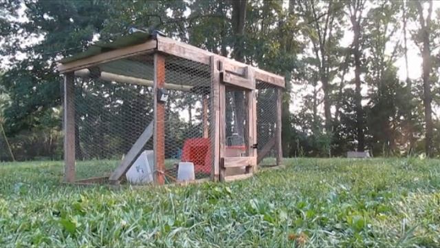 Our Turkey has flown the COOP!!!!! Chick brooders moving and a memorial for one of our animals. смотреть онлайн