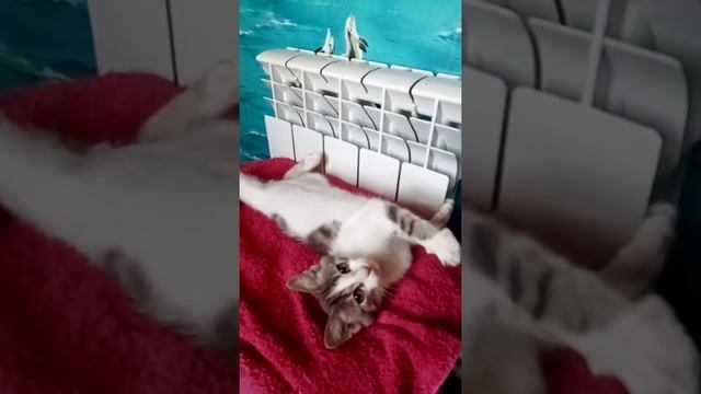котёнок в любящую семью ,ласковый мурлыка смотреть онлайн