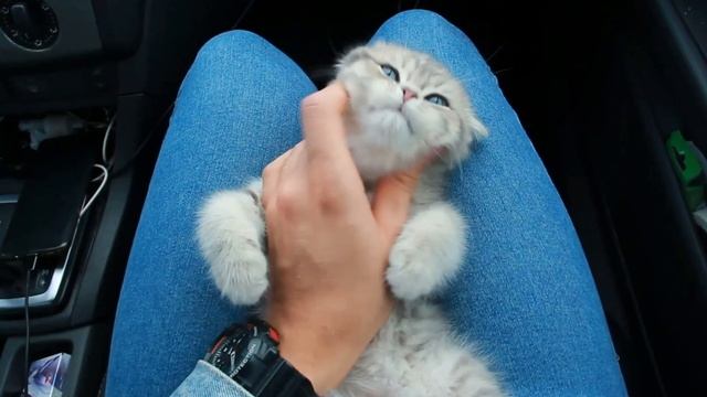 Котик Келвис впервые встретил свою семью! смотреть онлайн