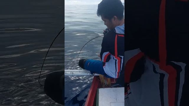 ruby snapper 6kg😀😀😀 смотреть онлайн