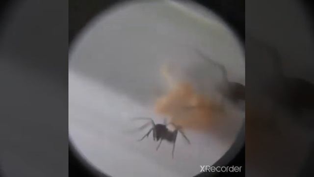 Camponotus parius| новые муравьи смотреть онлайн