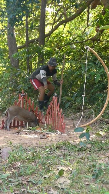 Spotting wild boars_ Trapping wild boars #shortvideo #wildanimal смотреть онлайн