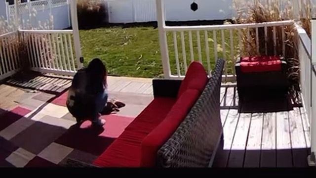 Ring camera catches oskie dog getting massage in the warm sun. See description смотреть онлайн