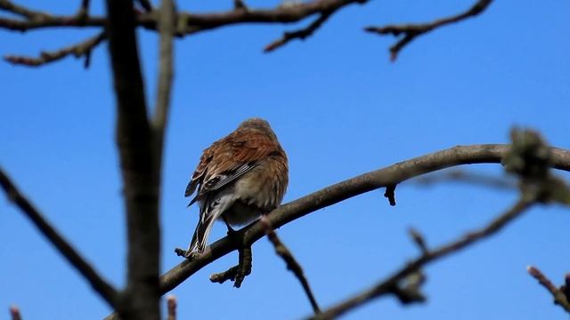 1668. Konopka obecná, Common Linnet, Bluthänfling, Kneu, Makolągwa zwyczajna, Linotte mélodieuse смотреть онлайн