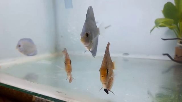 Ikan Discus (5) смотреть онлайн