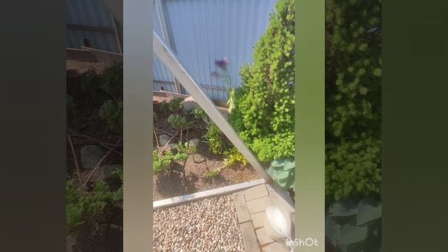 Коника погибает. Ложнощитовка на хвойных и как её побороть .