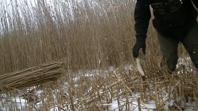 Заготовляємо очерет для вуликів. смотреть онлайн