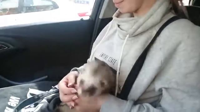 Танцующий хорек приколы с животными,кошками,собаками смотреть онлайн