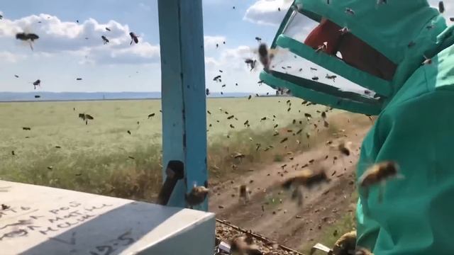 Отдам пчёл с доплатой смотреть онлайн