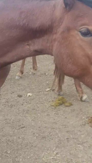 АРАБСКИЙ ЖЕРЕБЕЦ смотреть онлайн