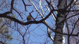 Птицы в Новосибирском дендропарке, сова. поползень, снегирь, чечётка, зяблик. Птицы Сибири.