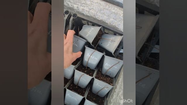 Открываю череночники. Часть1. Видео от 02.03.2024.