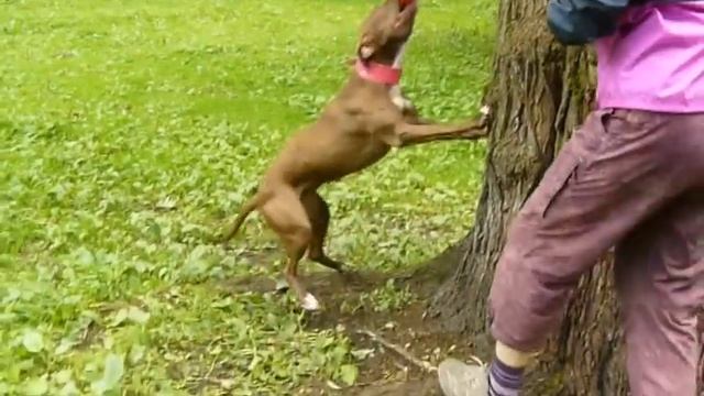 Харакири из Империи Демонов смотреть онлайн