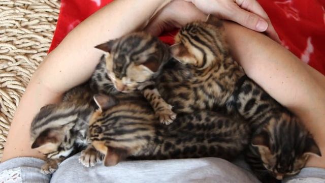 Бенгальские котята, заводчик Тутаева Людмила смотреть онлайн