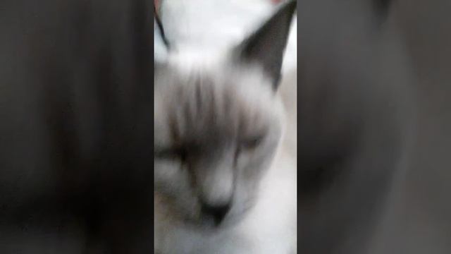 КАЖДАЯ КОШКА ТАКАЯ 2. !!!!!!! смотреть онлайн