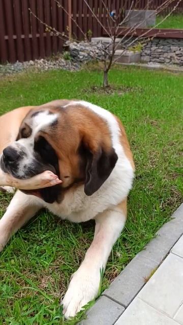 собака#dog #игра # смотреть онлайн