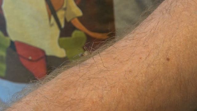 Unboxing of ORB weaver, SPITTING spider, WANDERING spider and TARANTULA смотреть онлайн