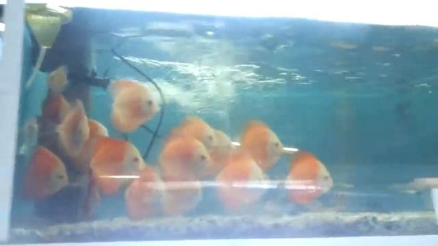 ZOOFISH 11 MARZO DISCUS RED MELON , смотреть онлайн