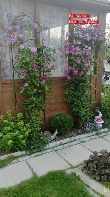 Клематис Виль де Лион у меня в саду.