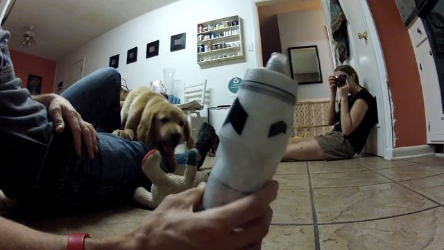 Maggie the Golden Retriever Vs CamelBak Podium Bottle смотреть онлайн