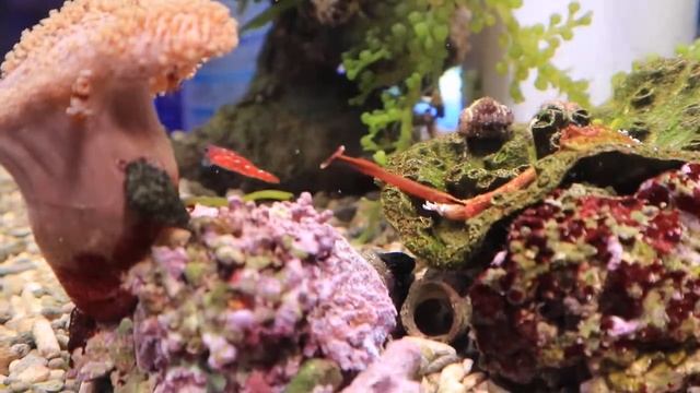 ヒバシヨウジウオ смотреть онлайн