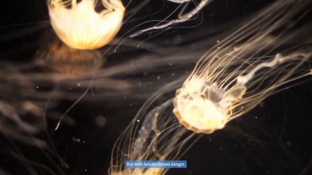 Box Jellyfish l The World's Most Venomous Creature l Top 5 Myths About Box Jellyfish l Deadly смотреть онлайн