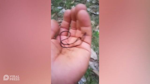 Farmer Picks Up Strange Horsehair Worm смотреть онлайн