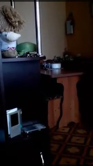 Попугай поднял ключи и упал!😂 смотреть онлайн