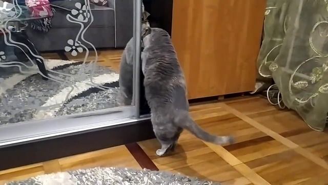 Фокус с исчезновением кота) смотреть онлайн