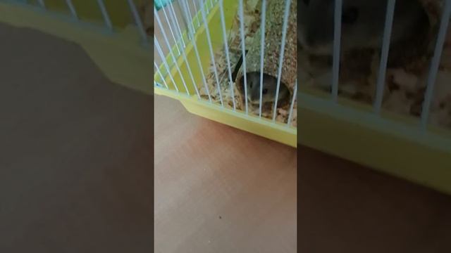 Съедобная труба смотреть онлайн