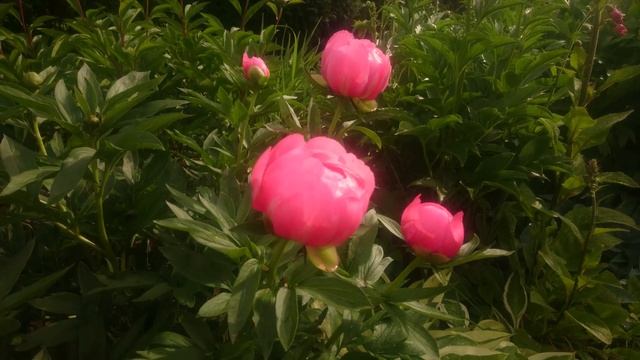 Paeonia Lovely Rose??? смотреть онлайн