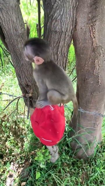Monkey bite mask смотреть онлайн