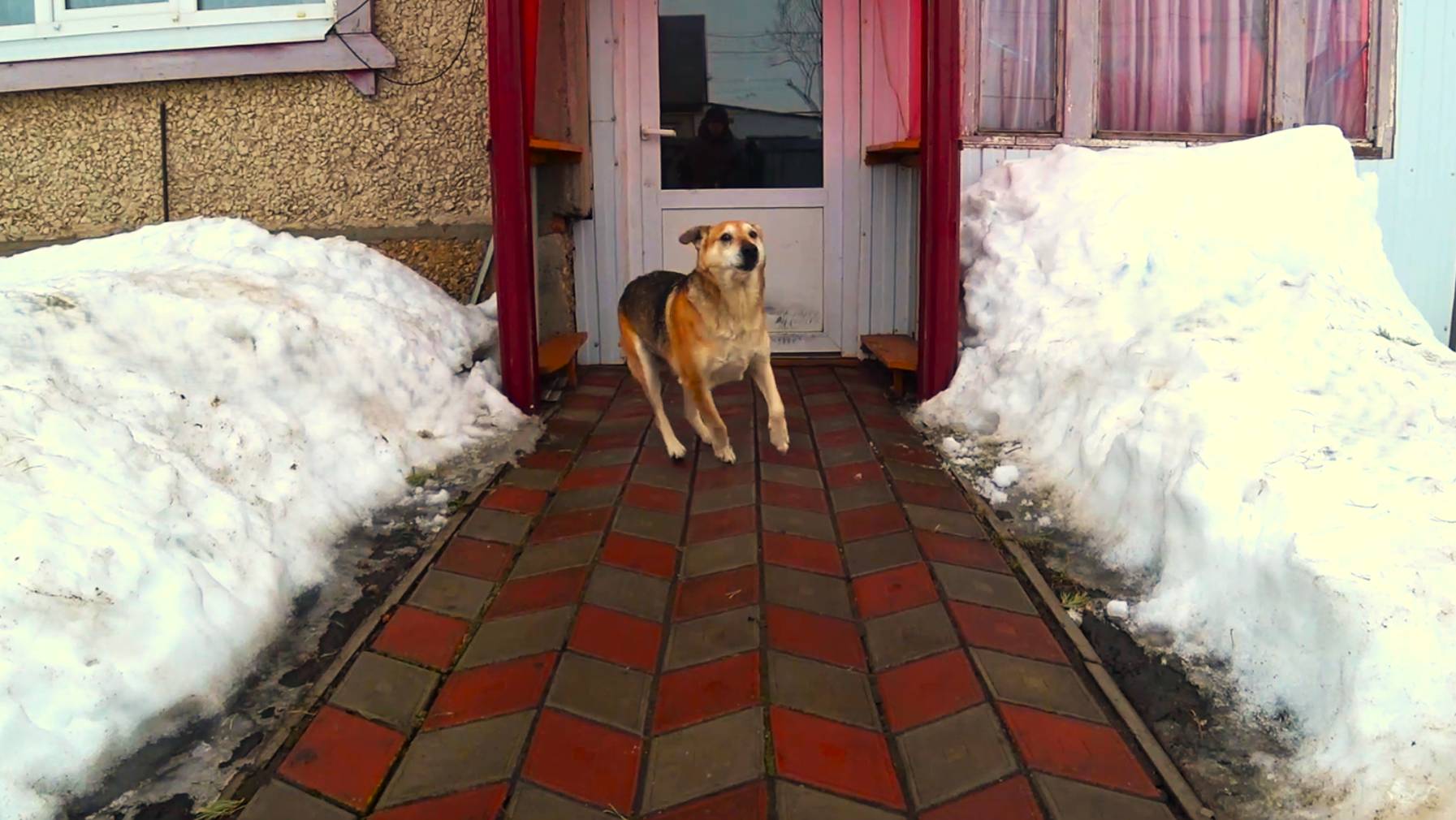 Верный пес дождался хозяина после долгой разлуки, эмоциональная встреча смотреть онлайн