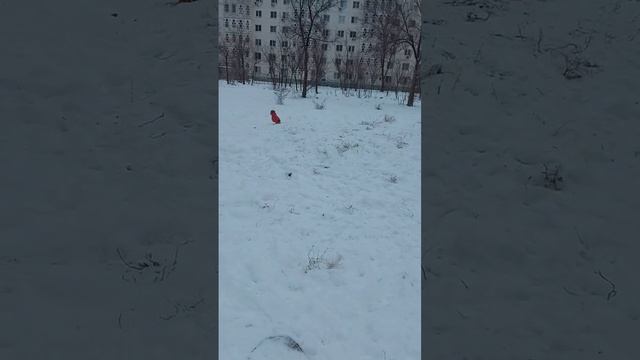 Подпишись❤🐾 #животные #собака #спаниель #кокерспаниель #рекомендации #питомец #foryou #youtubeshort смотреть онлайн