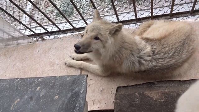Снежная волчица смотреть онлайн
