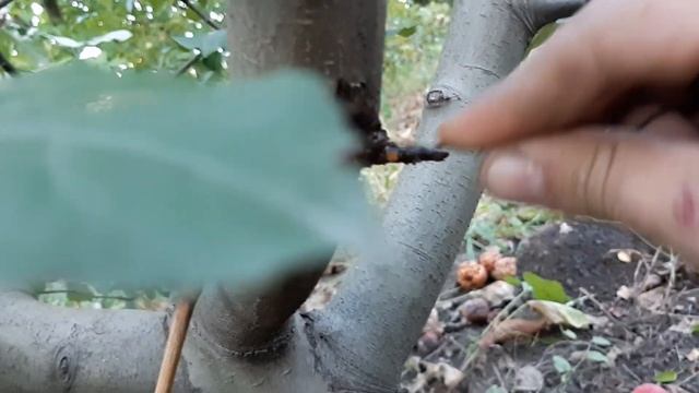 Vechea poveste: sfredelitorul смотреть онлайн