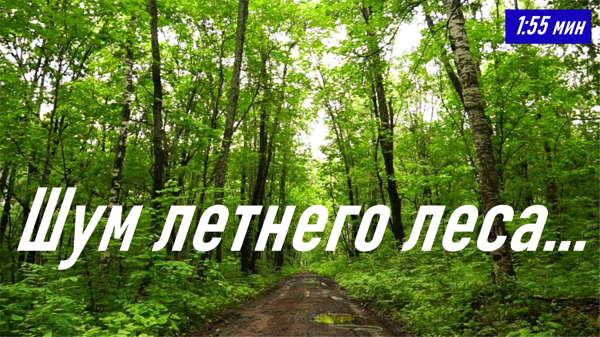 Шум летнего леса в сильный ветер перед дождём, июнь 2024 г., снято в пгт. Лучегорск (до дождя, 1:55) смотреть онлайн