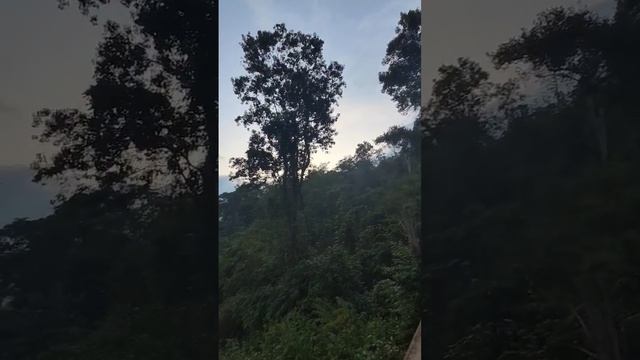 ពពេចថ្មបំពង់កស(ញី)-White-throated Rock-thrush- Female- #ក្រុមប្រមាញ់រូបភាពជីវៈចម្រុះកម្ពុជា смотреть онлайн